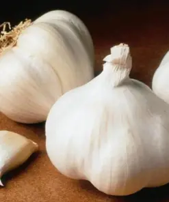 Organic Garlic Bulbs Mix - Multi-Variety Selection (Chesnok, Music) - 12 oz for Planting & Eating - Image 2