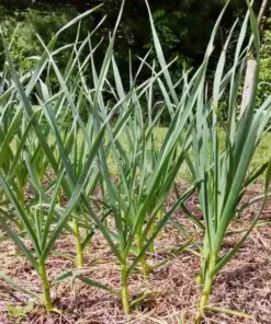 Organic Garlic Bulbs Mix - Multi-Variety Selection (Chesnok Red, Music) - 16 oz for Planting & Eating - Image 5