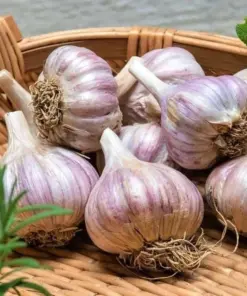 Organic Garlic Bulbs - Mixed Varieties (Chesnok Red, Music, Italian) - 4 Bulbs - Outdoor - Image 4