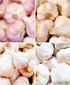 Organic Garlic Bulbs - Mixed Varieties (Chesnok Red, Music, Italian) - 4 Bulbs - Outdoor - Image 1