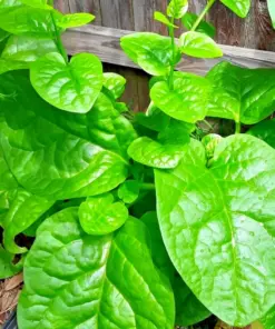 Organic Green Malabar Spinach Seeds - 50 Seeds - Climbing - Outdoor - Image 1