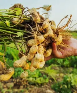 Organic Heirloom Ukrainian Red Valencia Peanut Seeds - Vegetable Seeds - 50+ Seeds - For Indoor & Outdoor Growing - Image 1