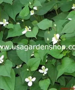 Organic Houttuynia Cordata - Dokudami Fish Mint Live Plants - 10 Pack - Indoor & Outdoor - Image 2