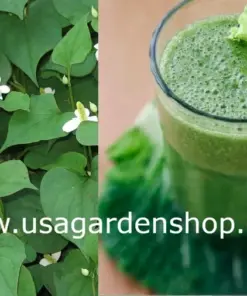 Organic Houttuynia Cordata - Dokudami Fish Mint Live Plants - 10 Pack - Indoor & Outdoor - Image 4