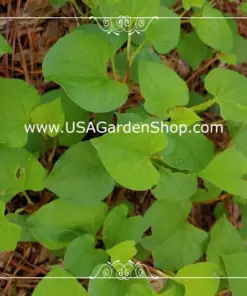 Organic Houttuynia Cordata - Dokudami Fish Mint Live Plants - 10 Pack - Indoor & Outdoor - Image 6