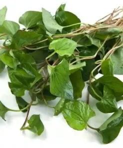 Organic Houttuynia Cordata - Dokudami Fish Mint Live Plants - 10 Pack - Indoor & Outdoor - Image 9