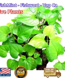 Organic Houttuynia Cordata - Dokudami Fish Mint Live Plants - 10 Pack - Indoor & Outdoor - Image 1