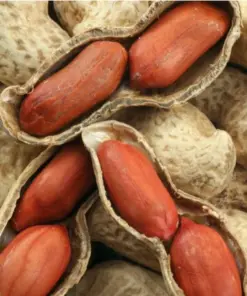 Organic Jumbo Bailey Virginia Peanut Seeds - Non-GMO for Planting - 85g Pack - Image 1