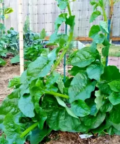 Organic Malabar Spinach Seeds - Green Stem Alugbati - 50 Seeds - Perennial Vegetable for Outdoor Growing - Image 1