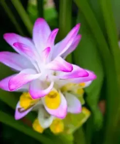 Organic Turmeric Tuber Bulbs - 4 Live Roots - Prepped for Growing - Indoor & Outdoor - Image 2