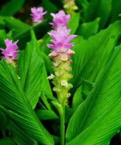 Organic Turmeric Tuber Bulbs - 4 Live Roots - Prepped for Growing - Indoor & Outdoor - Image 3