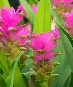 Organic Turmeric Tuber Bulbs - 4 Live Roots - Prepped for Growing - Indoor & Outdoor - Image 1