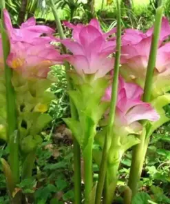 Organic Yellow Turmeric Live Starter Plant - Curcuma longa Herb - Indoor/Outdoor - Image 2