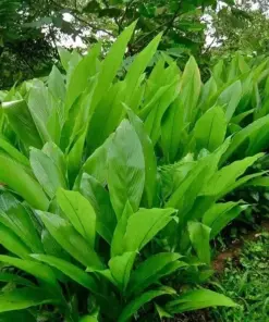 Organic Yellow Turmeric Live Starter Plant - Curcuma longa Herb - Indoor/Outdoor - Image 1