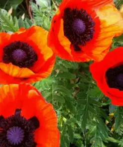 Oriental Poppy Seeds - Perennial Flower - Reddish Orange - 200+ Seeds - Indoor & Outdoor - Image 1