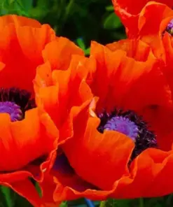 Oriental Poppy Seeds - Perennial Flower Seeds - 200+ Seeds - Red/Orange - Indoor/Outdoor - Image 1
