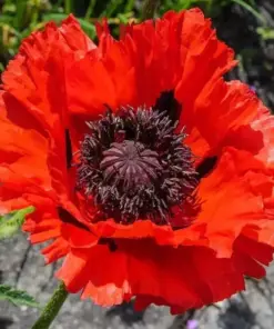 Oriental Poppy Seeds - Red Scarlet Perennial Flowers - Papaver orientale - Large, Non-GMO - 1000 Seeds for Outdoor Planting - Image 1