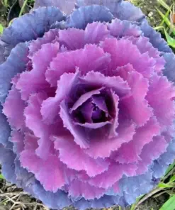 Ornamental Kale Autumn Mix Seeds - Flowering Cabbage - 200+ Seeds - Outdoor - Image 2