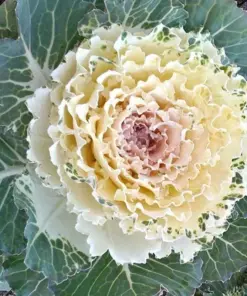 Ornamental Kale Autumn Mix Seeds - Flowering Cabbage - 200+ Seeds - Outdoor - Image 3