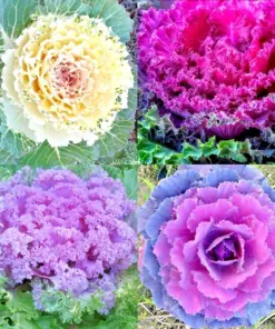 Ornamental Kale Autumn Mix Seeds - Flowering Cabbage - 200+ Seeds - Outdoor - Image 1