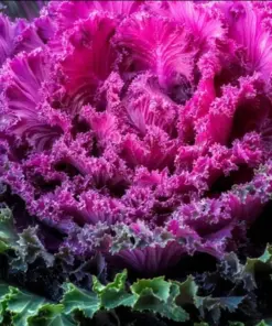 Ornamental Kale Autumn Mix Seeds - Flowering Cabbage - 200+ Seeds - Outdoor - Image 4