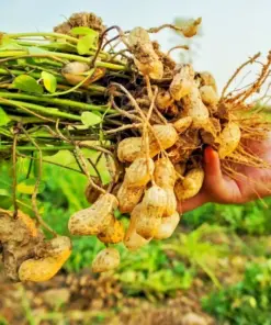 Peanut Seeds for Planting - USA Grown, Skin-on, 25+ Seeds for Home Gardens - Image 1