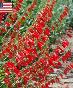 Penstemon Eaton's Red Hummingbird Beardtongue Seeds - Perennial - 200 Seeds - Outdoor - Image 2
