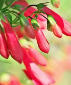 Penstemon Eaton's Red Hummingbird Beardtongue Seeds - Perennial - 200 Seeds - Outdoor - Image 3