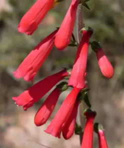 Penstemon Eaton's Red Hummingbird Beardtongue Seeds - Perennial - 200 Seeds - Outdoor - Image 1