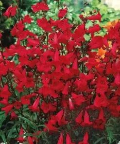 Penstemon Eaton's Red Hummingbird Perennial Beardtongue Seeds - 200 Non-GMO Seeds - Outdoor Flowering - Image 2