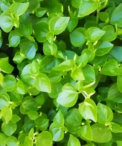 Peperomia Pellucida Seeds - Hat Cang Cua (Krasang Teap) - 5000+ Seeds - Edible Indoor/Outdoor - Image 1