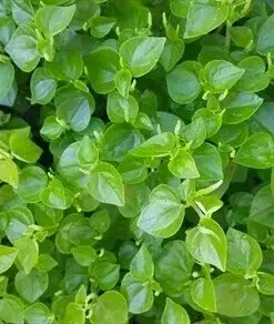 Peperomia Pellucida Seeds - Rau Cang Cua - 200+ Count - Perennial Vegetable Seeds - Indoor & Outdoor - Image 1