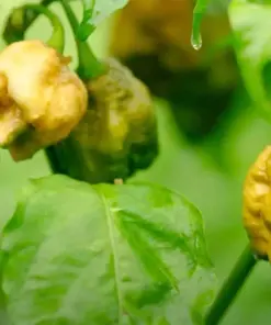 Pepper X Seeds - Extremely Spicy Fruit Seeds - 25+ Count - Indoor/Outdoor - Image 2