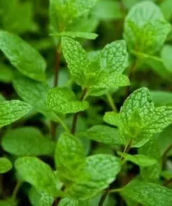 Peppermint Live Herb Plant - Edible & Aromatic Mint - Easy Care, Indoor/Outdoor - Image 1