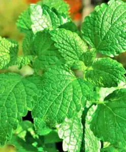 Peppermint Seeds - Heirloom Non-GMO Herb Seeds - Mentha - Indoor/Outdoor - Image 2