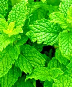 Peppermint Seeds - Heirloom Non-GMO Herb Seeds - Mentha - Indoor/Outdoor - Image 1