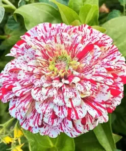 Peppermint Stick Zinnia Seeds - Flower Elegans - 50+ Annual Seeds for Outdoor Garden - Image 1