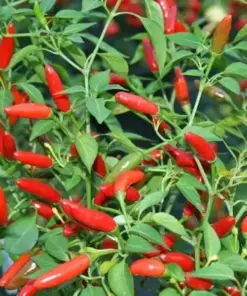 Pequin Chili Pepper Seeds - Hot Piquin Bird Pepper - Spicy, NON-GMO Vegetable Seeds - 50+ Count - Image 1