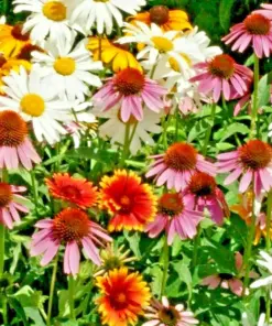 Perennial Wildflower Seed Mix - Coneflower, Daisy & More - 200+ Seeds - All-Season Flowering - Outdoor Garden - Image 1