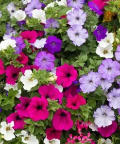 Petunia Seeds - Dwarf Mix Variety Annual Flower - 2000+ Seeds - Outdoor Garden - Image 1