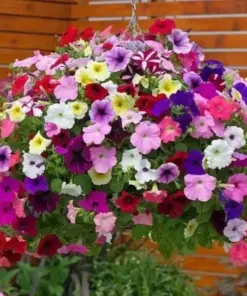 Petunia Seeds - Mixed Rainbow Grandiflora Flower Seeds - 500+ Count - Easy Grow Indoor/Outdoor Annual - Image 2