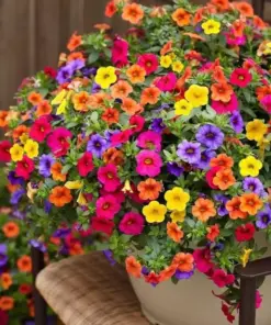 Petunia Seeds - Mixed Rainbow Grandiflora Flower Seeds - 500+ Count - Easy Grow Indoor/Outdoor Annual - Image 1