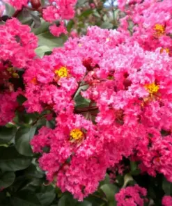 Pink Buckwheat Seeds - Takane Ruby Buckwheat Flower Seeds - 50 Seeds - Outdoor Annual - Image 2