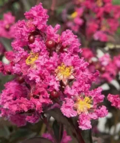 Pink Buckwheat Seeds - Takane Ruby Buckwheat Flower Seeds - 50 Seeds - Outdoor Annual - Image 3