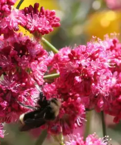 Pink Buckwheat Seeds - Takane Ruby Buckwheat Flower Seeds - 50 Seeds - Outdoor Annual - Image 1