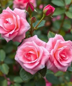Pink Climbing Rose Seeds - Rare Non-GMO Heirloom Variety - 20 Pcs - Outdoor - Image 2