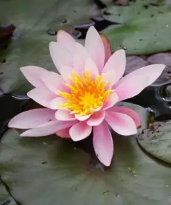 Pink Lotus Water Lily Seeds - Easy Grow Aquatic Plant Seeds for Ponds & Aquariums - 3 Count - Image 1