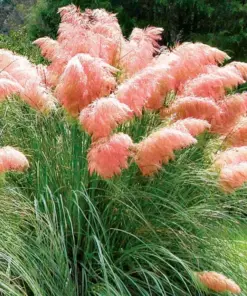 Pink Pampas Grass Seeds - Hardy Perennial Ornamental Grass Seeds - 10000+ Count - Indoor & Outdoor - Image 2
