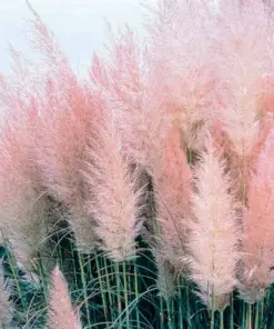 Pink Pampas Grass Seeds - Hardy Perennial Ornamental Grass Seeds - 10000+ Count - Indoor & Outdoor - Image 3