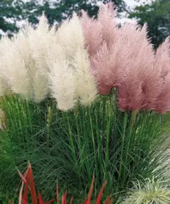 Pink Pampas Grass Seeds - Hardy Perennial Ornamental Grass Seeds - 10000+ Count - Indoor & Outdoor - Image 4